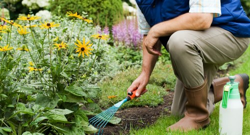 Local hedge cutting service shaping an overgrown boundary hedge